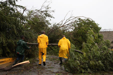 Workers cut branches off a fallen tree in Punta Cana, Dominican Republic, September 21, 2017. REUTERS/Ricardo Rojas