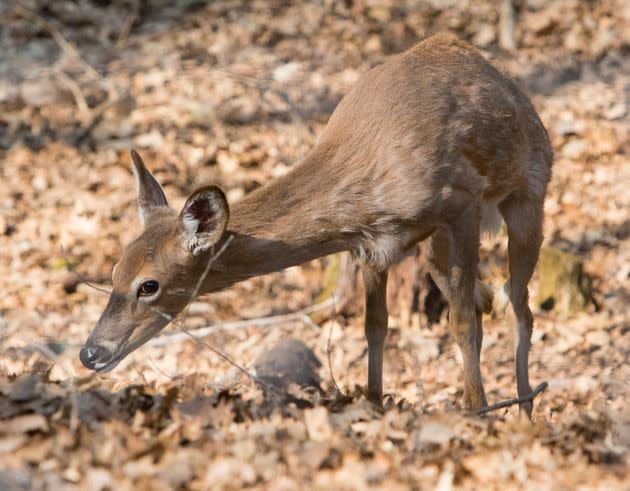 A whitetail deer grazing. (File photo.) (Photo: Portland Press Herald via Getty Images)