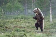 <p>This bear looks like me when I sneak into the kitchen for midnight snacks. Yes, snacks, plural. <br></p><p><strong>RELATED: </strong><a href="https://www.redbookmag.com/life/g4595/beautiful-nature-photos-around-the-world/" rel="nofollow noopener" target="_blank" data-ylk="slk:50 Natural Photos That You Won't Believe Aren't Photoshopped;elm:context_link;itc:0;sec:content-canvas" class="link "><strong>50 Natural Photos That You Won't Believe Aren't Photoshopped</strong></a></p>