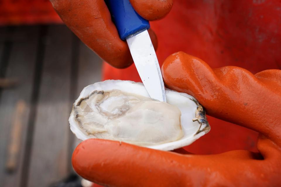 File photo: An oyster farmer shucks an oyster on the New Meadows River in Maine in 2021.