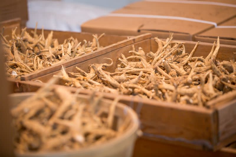 Canadian ginseng is seen in Norfolk county