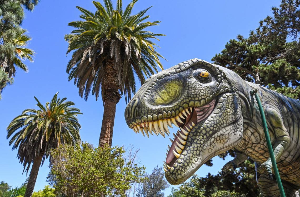 A giant Tyrannosaurus rex will green visitors to Playland in Roeding Park when the park reopens on June 1.