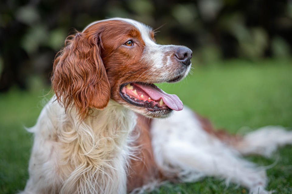 animal category dogs from CEWE Photo Award 2023