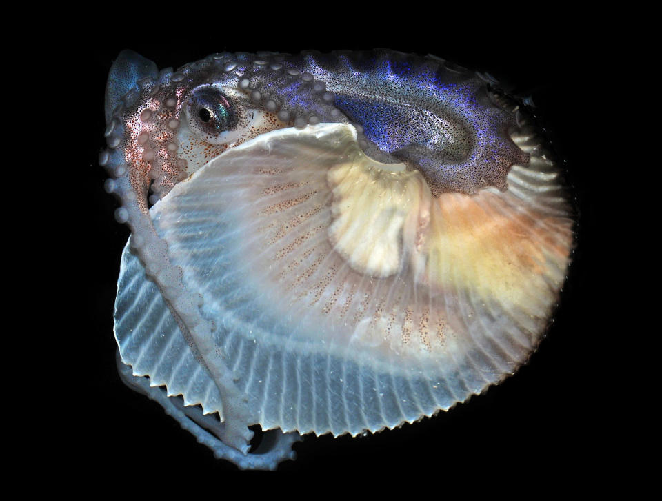 This image provided by the Cabrillo Marine Aquarium shows a female Argonaut, or paper nautilus, a species of cephalopod that was recently scooped out of the ocean off the California coast. The baseball-sized animal is making herself at home at the aquarium, bobbing up and down in her tank furling and unfurling her sucker-covered arms. This strange octopus is rare in California, because it only lives in tropical and subtropical waters. (AP Photo/Cabrillo Marine Aquarium, Gary Florin)