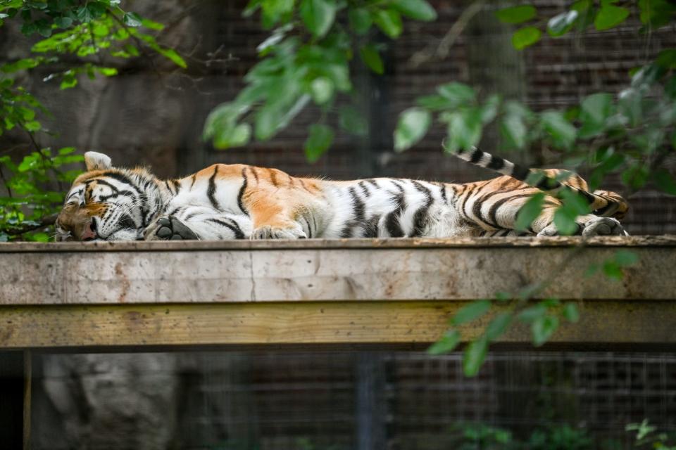 A tiger relaxes on a platform on Friday, July 1, 2022, at the the Potter Park Zoo in Lansing.