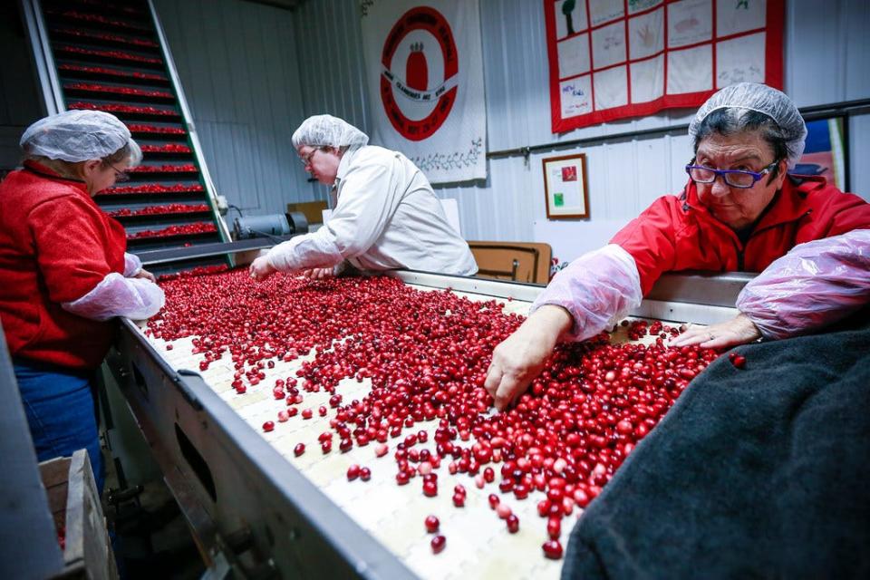 Cranberries are sorted at Wetherby Cranberry Co., in Warren, before they're shipped to grocery stores in Wisconsin and Minnesota.