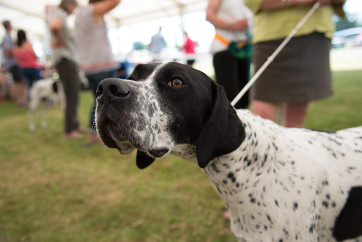 Numbers of the English Pointer, an old favourite, show that new registrations have dropped to historic lows and the classic family dog is now at risk of extinction. (The Dog Kennel Club)