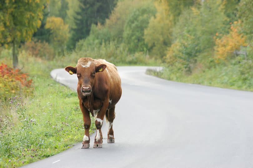 A stock photo of a cow wandering along a road