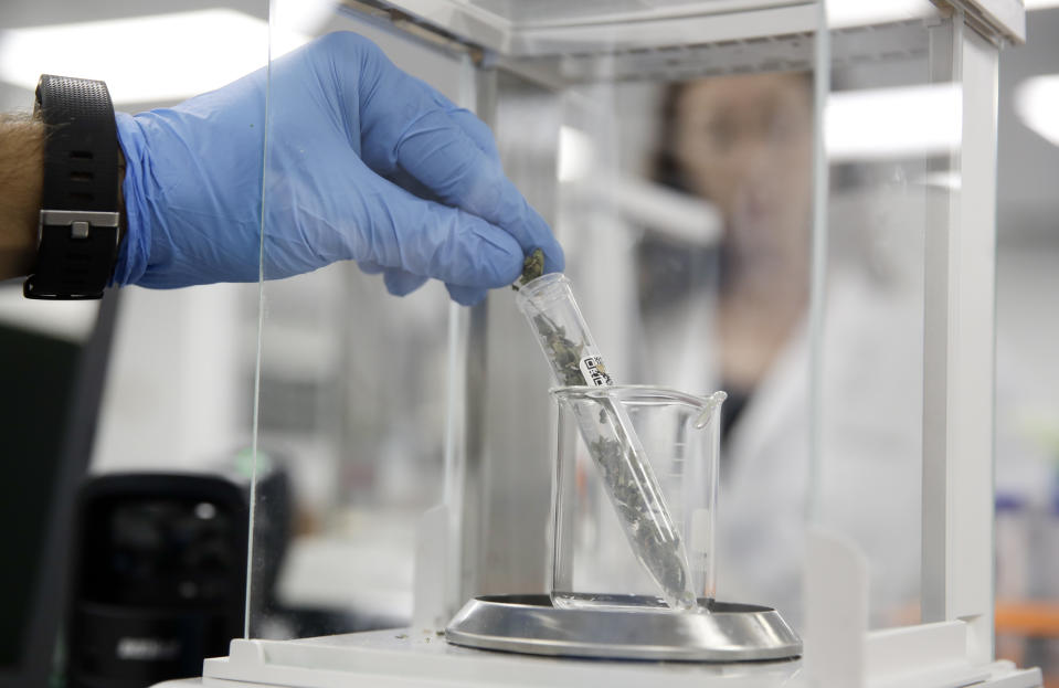 FILE - In this Wednesday, Aug. 22, 2018, file photo, a marijuana sample is weighed at a cannabis testing laboratory, in Santa Ana, Calif. California marijuana producers are seeing a higher percentage of buds, oils and other products clear strict safety tests. Testing started in July and the first two months saw about a 20 percent failure rate. Now it's down to 14 percent. State and industry officials say that shows businesses are adjusting to the regulated market. (AP Photo/Chris Carlson, File)