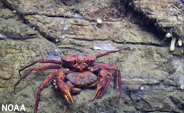 A pair of mating deep-sea red crabs rests on a ledge of a canyon wall in Hudson Canyon off the coast of New York and New Jersey. (Photo: NOAA/BOEM/USGS)