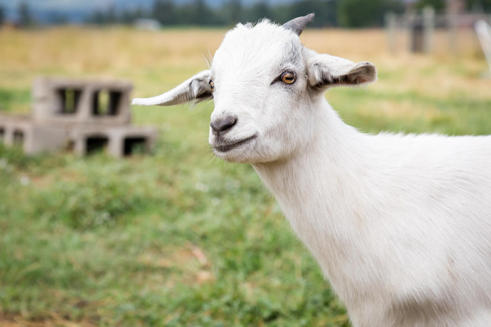 Closeup of a goat