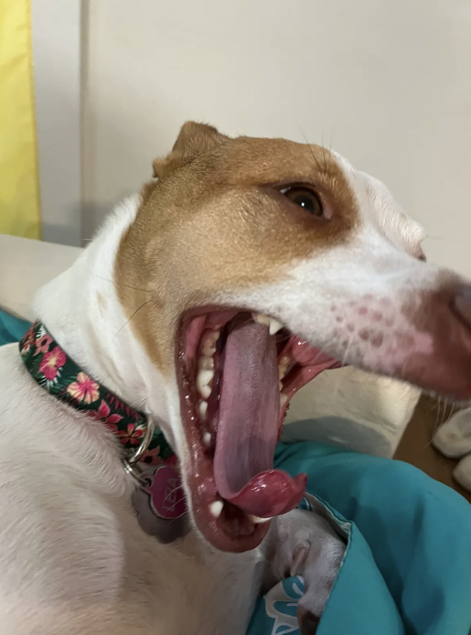 Close-up of a happy dog with its mouth open and tongue out. Wearing a floral collar