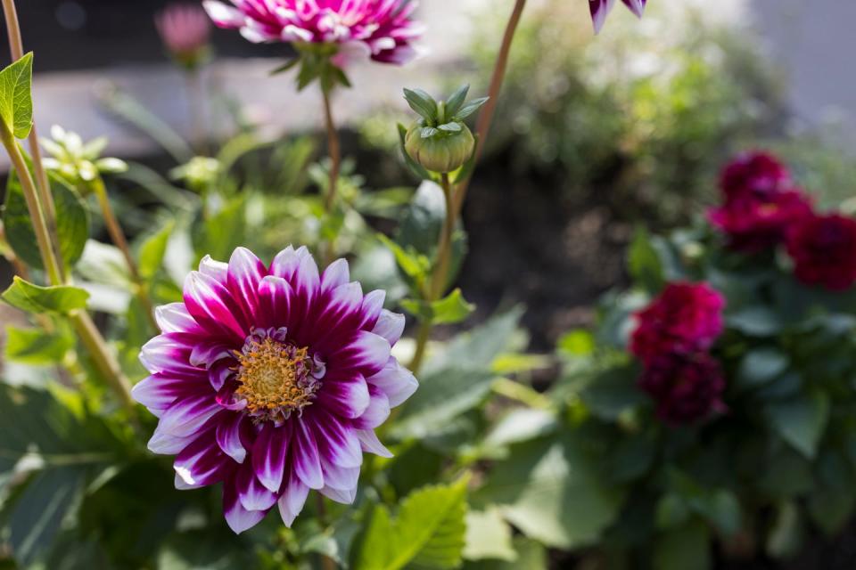 autumnflowering purple dahlia