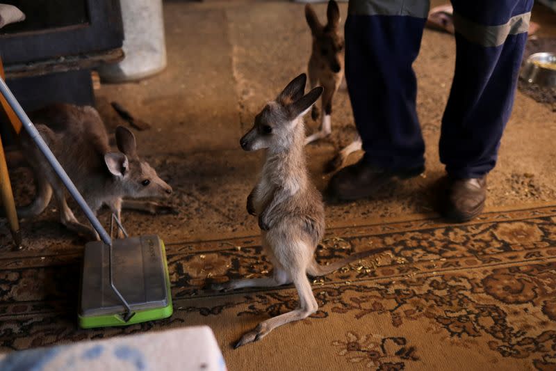 The Wider Image: At home with couple who saved baby kangaroos from the fires