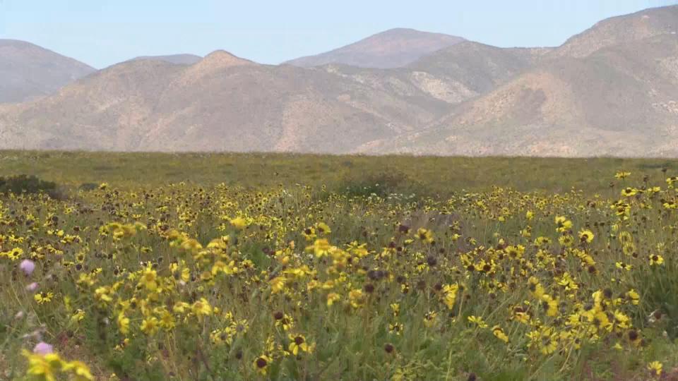 (FOTOS) Florece en Chile el desierto más árido del mundo