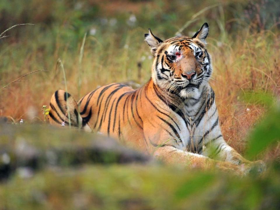 3. Bandhavgarh National Park