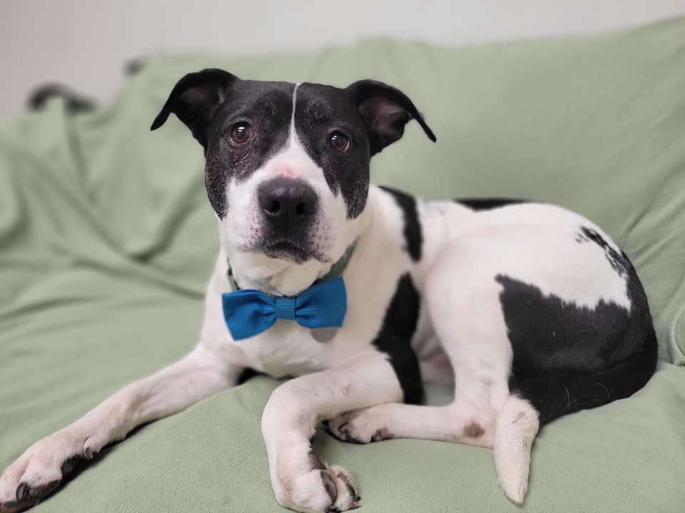 Flip, Dog in the shelter for over 2,555 days