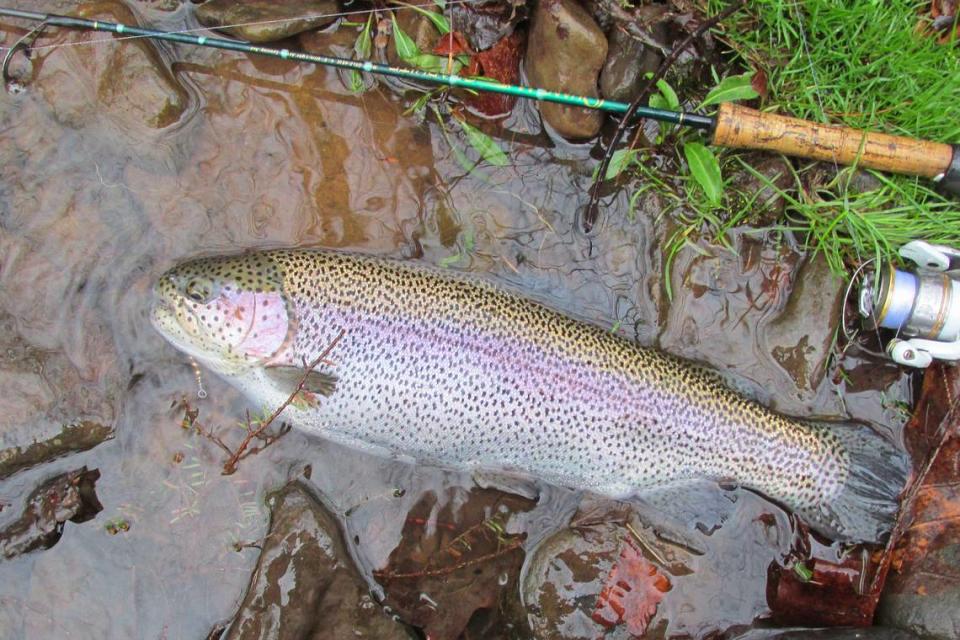 Under the new proposed regulations, only stocked rainbow trout would be allowed to be harvested on section 6 of Bald Eagle Creek and section 2 of Penns Creek.