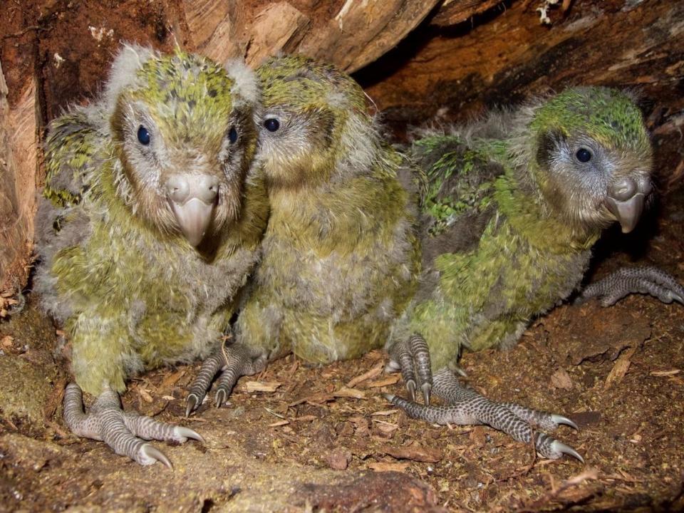 Critically endangered New Zealand kakapo population boosted by record number of chicks