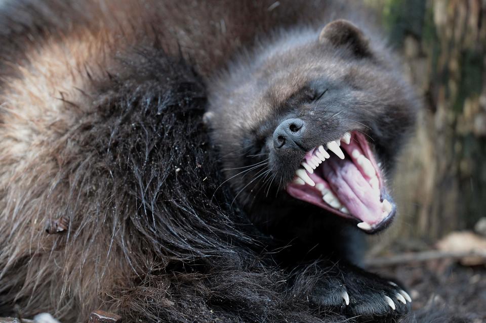 A wolverine is pictured during its first public appearance at the Animal Park of Sainte-Croix in Rhodes, eastern France on January 28, 2016. Colorado is considering reintroducing wolverines.
