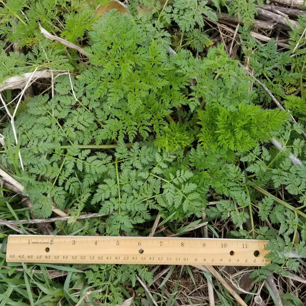 Gardening: How to control poison hemlock, one of North America's 'deadliest' pla..