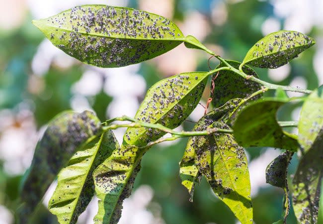 How to Get Rid of Aphids