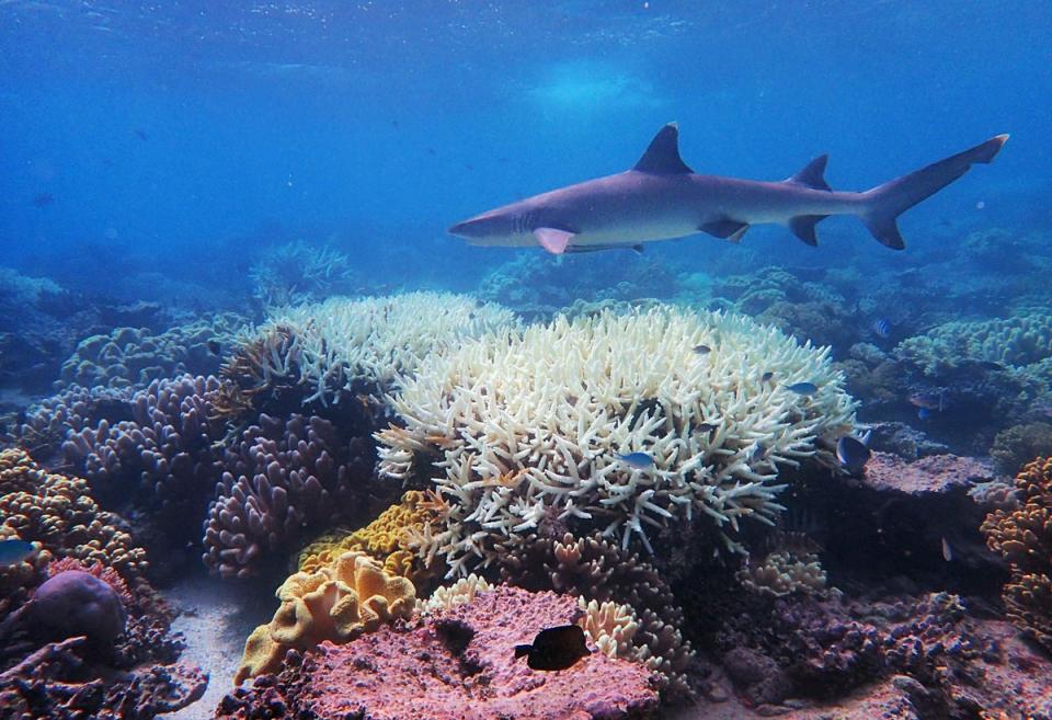 Australia’s Great Barrier Reef has suffered its most widespread coral bleaching on record (JAMES COOK UNIVERSITY AUSTRALIA/)