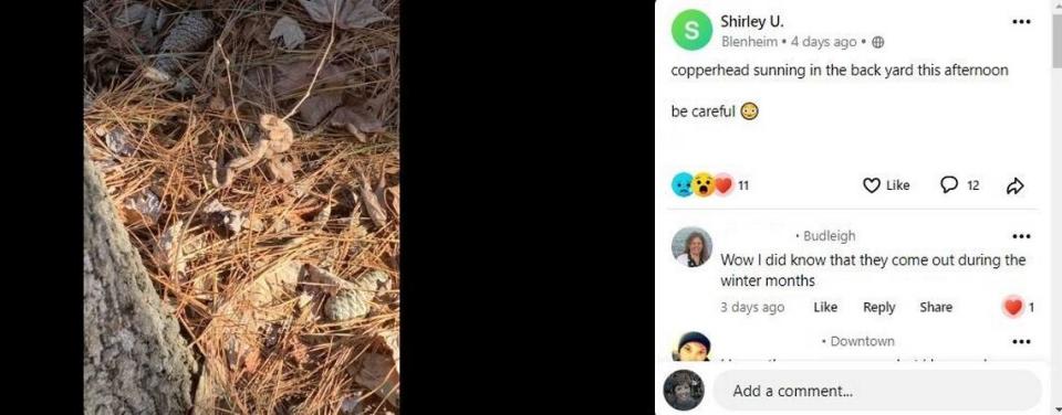 A Raleigh resident saw a copperhead snake in her backyard on Friday, Jan. 6, 2023 and documented it on NextDoor. Brooke Cain