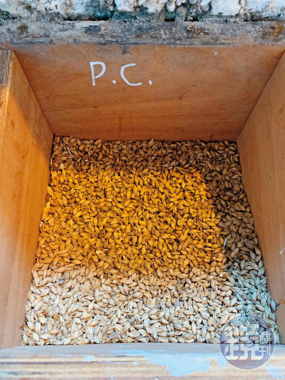 布萊迪一共跟19個農場主人合作，使用16種不同風味（處理）的大麥，十分多元。圖為重泥煤的「夏洛特港」（PC）酒款的麥芽。