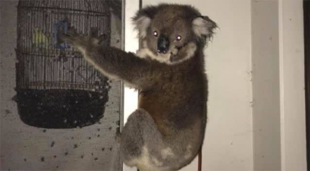 The couple found the koala hanging on their back door. Source: Alice Peek