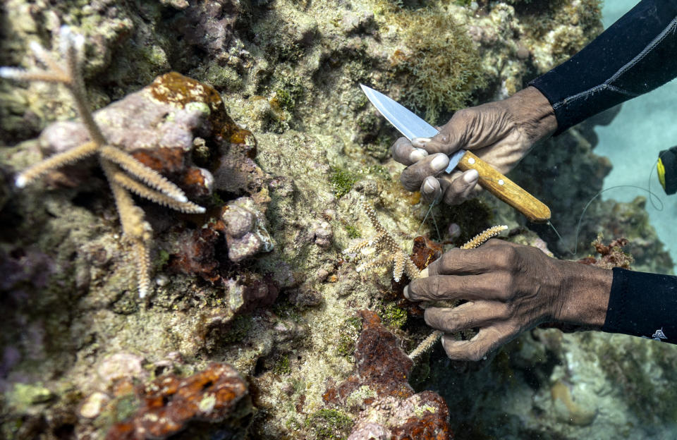 Diver Everton Simpson plants staghorn harvested from a coral nursery inside the the White River Fish Sanctuary Tuesday, Feb. 12, 2019, in Ocho Rios, Jamaica. Simpson uses bits of fishing line to tie clusters of staghorn coral onto rocky outcroppings, a temporary binding until the coral's limestone skeleton grows and fixes itself onto the rock. The goal is to jumpstart the natural growth of a coral reef. And so far, it's working. (AP Photo/David J. Phillip)