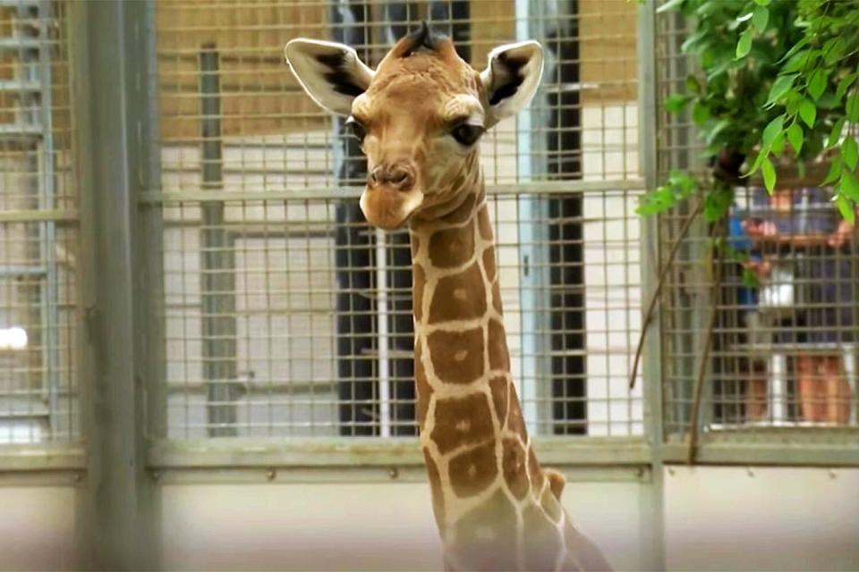 Baby Giraffe