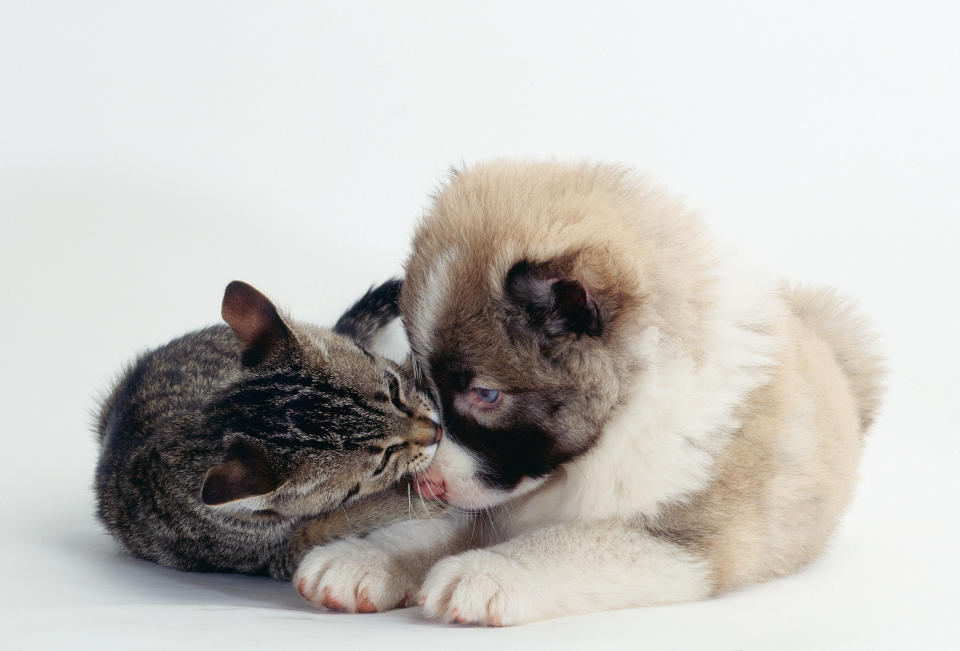 Mixed Breed Dog puppy and kitten