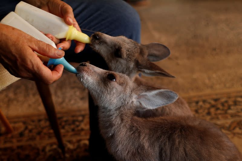 The Wider Image: At home with couple who saved baby kangaroos from the fires