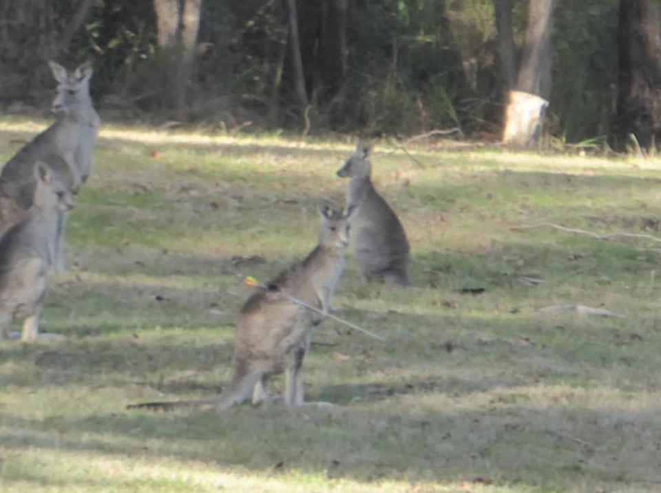 <span>Authorities have urged anyone that sees the kangaroo to call Wildlife Victoria. Photo: </span>Facebook/ Eyewatch – Manningham Police Service Area