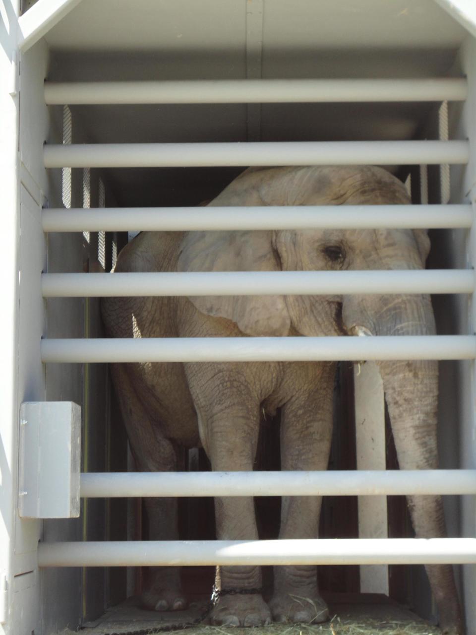 In this image taken on May 14, 2012 provided by PAWS, an African elephant named Iringa, 42, is shown in a cage being trained for transport this summer from the Toronto Zoo to a new sanctuary in San Andreas, Calif. Former game show host and animal activist, Bob Barker, is paying the bill to ship Iringa, and two other retiring elephants from the Toronto Zoo, expected to cost between $750,000 and $1 million. (AP Photo/PAWS, Margaret Whittaker)