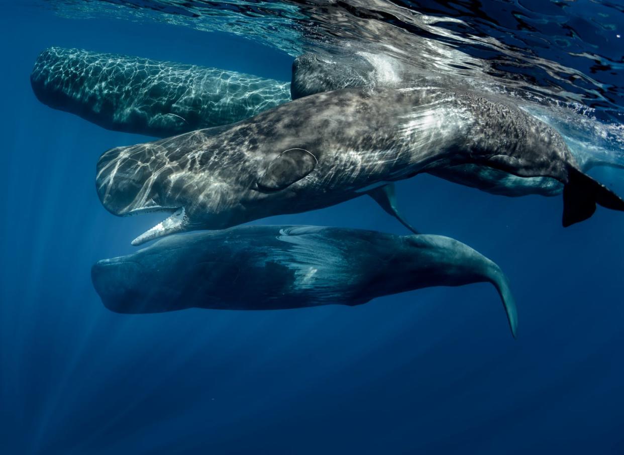 <span class="caption">Pod of sperm whales swimming off the coast of Sao Miguel Azores</span> <span class="attribution"><span class="source">Shutterstock</span></span>
