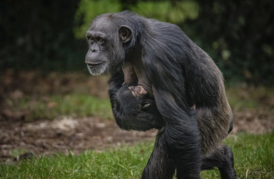 A critically endagered Western chimpanzee born at Chester Zoo, to mum Zee Zee, offers hope to the species.