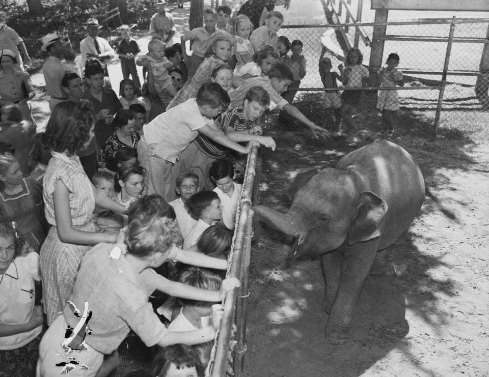 Aug. 27, 1940: “Children crowd around the pen at the Forest Park Zoo in Fort Worth to meet the new baby elephant, nicknamed “Cutie Pie.” Most of the children were from the Lena Pope Home and were having a party at the zoo. Cutie Pie’s apparent smile and uplifted trunk matched the children’s excitement.”