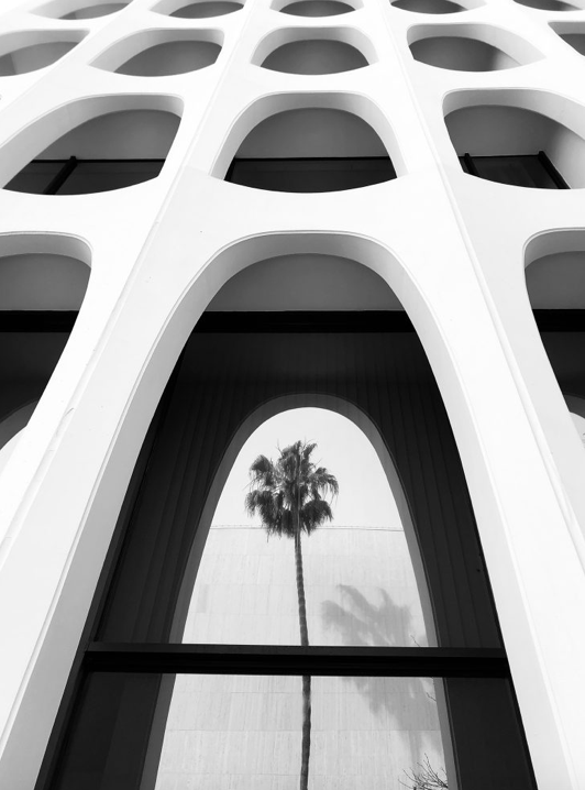 2nd place – Architecture: Emilia Kashfian from the United States captures 'Palm Tree Series #5' in Los Angeles, California.