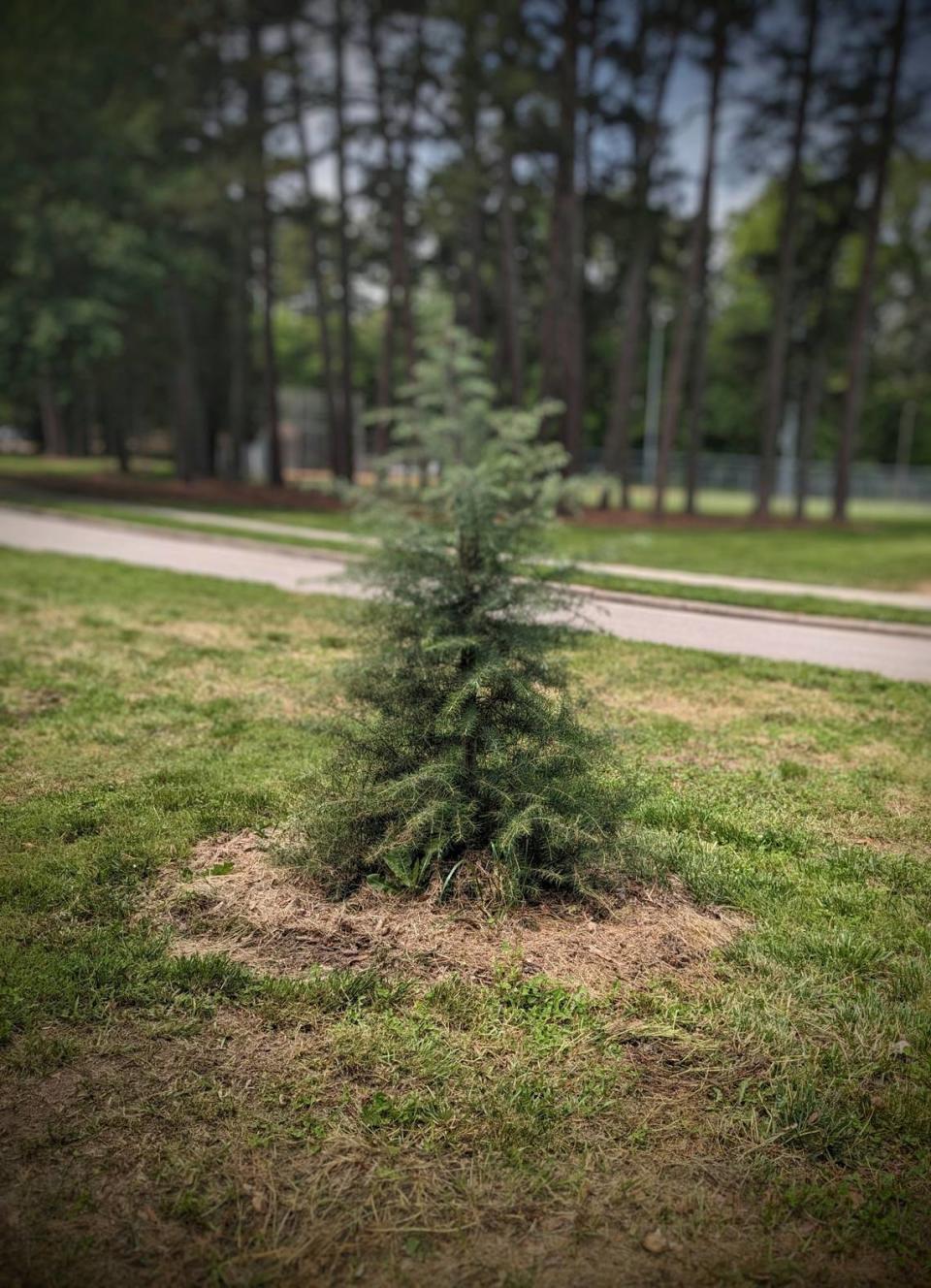 Reader Lucinda Thrall’s favorite tree in the Triangle is in Raleigh.