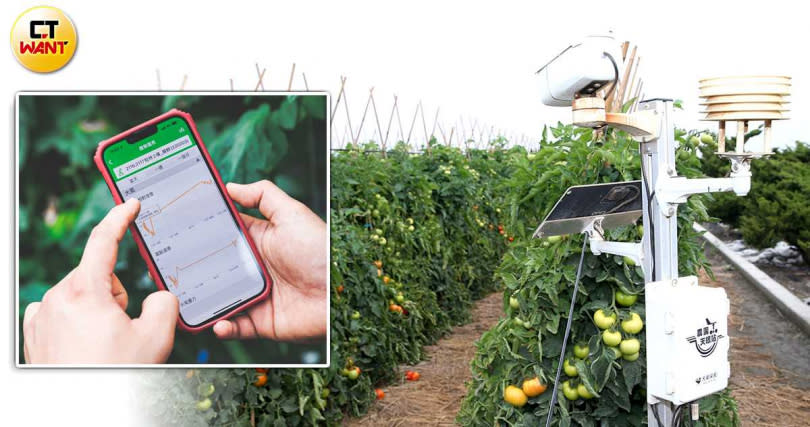 展鮮導入AIoT智慧農業系統，番茄田旁都可見監控與環控設備，透過手機APP就能隨時掌握田間資訊。（圖／趙世勳攝、展鮮提供）