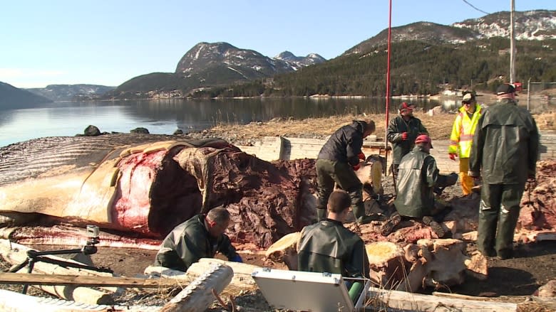 Famous blue whale gets own show at Royal Ontario Museum