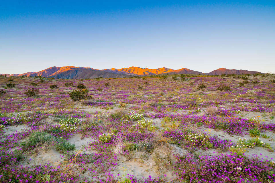 General views of the California desert superbloom taking place in Anza-Borrego on March 27, 2019 in Borrego Springs, California.  / Credit: Photo by AaronP/Bauer-Griffin/GC Images