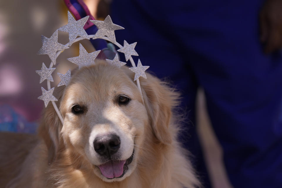A dog wears a headdress during the "Blocao" dog Carnival parade in Rio de Janeiro, Brazil, Saturday, Feb.10, 2024. (AP Photo/Silvia Izquierdo)