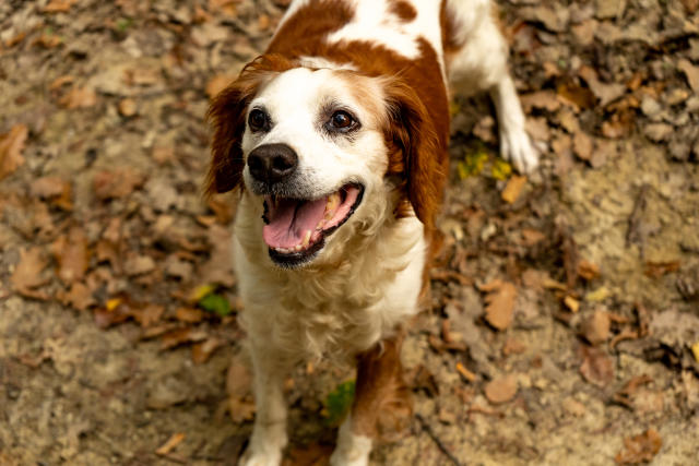 10 races de chiens de taille moyenne qui feront le bonheur de leur