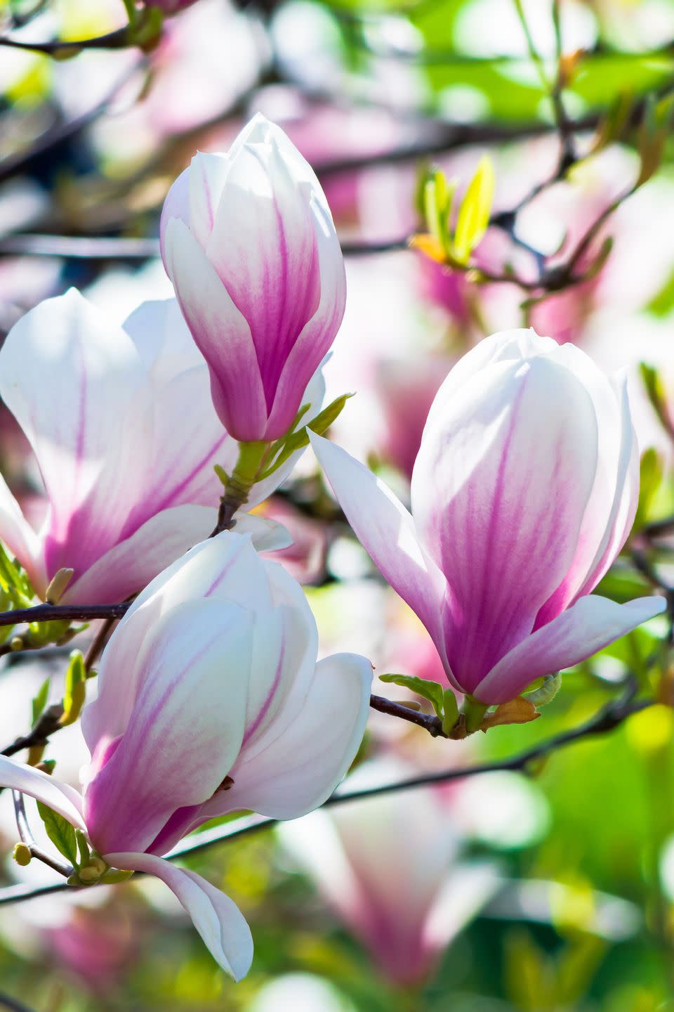 pink magnolia blossom background