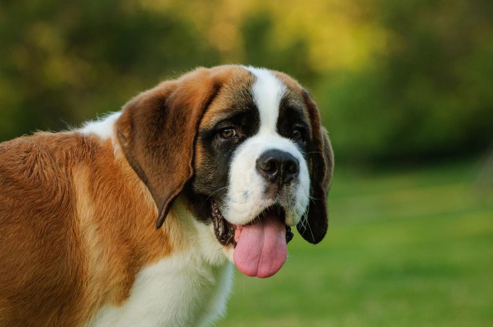 saint bernard