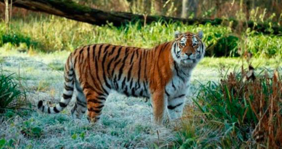 <em>Thirteen-year-old female Shouri died in a fight with two other tigers (Longleat)</em>