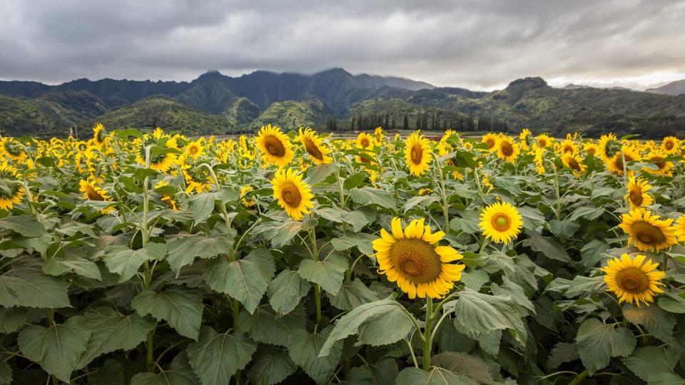 DuPont Pioneer’s Waialua Sunflower Farm in Oahu, Hawaii